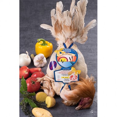 Chapon fermier "Prince des...