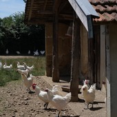 Nos poulets de Bresse profitent du grand air, en toute tranquillité, au cœur d’une ferme bressane 🐓🇫🇷☀️

Mais ce que l’on ne voit pas toujours, c’est le travail remarquable de nos éleveurs.
Leur particularité ? 100 % d’entre eux pratiquent la polyculture : ils cultivent généralement eux-mêmes les céréales et produisent le lait nécessaires à l’alimentation de leurs volailles.

🌾🌱 Un modèle vertueux et autonome, qui garantit la qualité de l’élevage, le respect du bien-être animal… et la fierté d’un savoir-faire durable.

Chez eux, rien ne se perd : tout se cultive, se transforme, se transmet.

#eleveur #agriculture #pouletdebresse #aopbresse #mieral