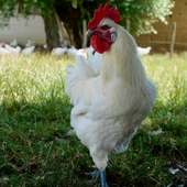 🐓 La volaille de Bresse, un trésor  de la gastronomie française 🇫🇷�Élevée en plein air sur un terroir strictement délimité, nourrie avec soin, et bénéficiant d’un savoir-faire ancestral, la volaille de Bresse bénéficie d’une AOP (Appellation d’Origine Protégée)🌱

Son goût délicat, sa chair persillée et fondante, sa peau fine et nacrée… tout en elle est synonyme d’excellence. Depuis plusieurs générations, la maison Miéral est au cœur de cette tradition. 

🥇La volaille de Bresse, c’est bien plus qu’un produit : c’est un patrimoine vivant, et nous sommes fiers d’y contribuer depuis plusieurs générations. Découvrez notre boutique en ligne : lien en bio !

#volaillebresse #miéral #gastronomie #aop