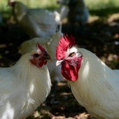 🐓 SACHEZ LES RECONNAÎTRE 🇫🇷
Symbole de l’excellence à la française, la volaille de Bresse AOP se distingue par des caractéristiques uniques :
✨ Plumage entièrement blanc, jusque dans le camail (plumes du cou)
👣 Pattes fines, bleues ou bleutées, parfaitement lisses, à 4 doigts
👑 Crête simple à grandes dentelures
❤️ Barbillons rouges, éclatants
🤍 Oreillons blancs ou légèrement sablés de rouge
🤤 Peau fine et chair blanche à la texture incomparable
Chez Miéral, ces signes sont notre fierté depuis plusieurs générations : la garantie d’une authenticité sans compromis et d’un savoir-faire préservé.
https://www.mieral.com/
#volaillebresse #miéral #aopbresse #gastronomiefrançaise #produitdexcellence #volaillefrançaise #maisonmiéral #savoirfairefrançais #bresse