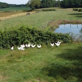 Chez Miéral, tout commence par la terre 🌱🐓
Des sols vivants, argilo-siliceux ou calcaires, riches en oligo-éléments. Des prairies généreuses. Un climat tempéré. Une nature qui nourrit les volailles en plein air, lentement, naturellement, le terroir bressan est unique.
Chaque ferme, chaque élevage, chaque terroir imprime sa signature ✨
Une alimentation diversifiée. Un élevage long. Une attention quotidienne.
C’est cette alchimie entre sol, climat et savoir-faire qui donne naissance à des chairs fines, persillées, juteuses, au goût inimitable 🇫🇷
Depuis plus d’un siècle, la Maison Miéral s’engage pour défendre cet artisanat du vivant : précis, respectueux, exigeant 💪🏼
> https://www.mieral.com/
Passez vos commandes sur notre site ✨
#mieral #volailledebresse #bresseaop