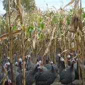 Visite de l'un de nos éleveurs de Pintade Excellence Miéral & Dinde de Bresse AOP 🐓🇫🇷

Alors que certains nous accompagnent depuis des décennies, nous mettons un point d'honneur à travailler main dans la main avec eux. Tous partagent nos valeurs d’excellence : 

🌱 Élevage en plein air et respect du bien-être animal
🌾 Alimentation 100% naturelle
🐣 Suivi rigoureux des naissances et de la croissance
🌍 Valorisation des sols bressans, pour un goût inimitable

Derrière chaque volaille, il y a un terroir, une histoire, une passion.
> https://www.mieral.com/

#mieral #aopbresse #terroir #gastronomie #savoirfaire #éleveurs