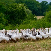 Nos Oies Excellence Miéral vous montrent leurs plus beaux profils 🪿🤍🇫🇷
Nées début avril, ces jolies volailles grandissent en plein air sur les prairies bressanes pendant 30 à 32 semaines, chez nos éleveurs passionnés (et patients, car l'élevage de l'oie est loin d'être simple) !

Un petit secret de notre maison : contrairement à ce qu'on lit parfois, une oie plus petite n'est pas forcément plus tendre. Le poids ne dépend pas de l'âge mais de la génétique, deux oies nées le même jour peuvent avoir plusieurs kilos d'écart. Pendant les fêtes, n'hésitez donc pas à choisir la pièce la plus généreuse : sa chair n'en sera que plus fondante ✨

En attendant la fin d'année, elles prospèrent dans leurs prairies. 
+ d'infos : lien en bio ! Boutique en ligne pour vous faire livrer nos jolies volailles directement chez vous ✌🏼

#mieral #oie #aopbresse #gastronomie #volailledebresse