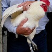 On ne vous le dit peut-être pas assez, mais...
🐓 La volaille de Bresse = un trésor de la gastronomie française 🇫🇷
Élevée en plein air sur un terroir strictement délimité, nourrie avec soin et issue d'un savoir-faire ancestral, la volaille de Bresse bénéficie d'une AOP (appellation d'origine protégée) 🌱
Son goût délicat, sa chair persillée et fondante, sa peau fine et nacrée… tout en elle est synonyme d'excellence. La Maison Miéral perpétue cette tradition avec passion.
🥇 La volaille de Bresse, c'est bien plus qu'un produit : c'est un patrimoine vivant, et nous sommes fiers d'y contribuer depuis plusieurs générations. Découvrez notre boutique en ligne : lien en bio
#volailledebresse #mieral #miéral #gastronomie #aop