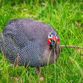 C’est ce qu’on appelle une jolie pintade printanière 🌿🌸
Élevées au cœur de la Bresse, aux côtés des volailles AOP, nos Pintades Excellence® Miéral ne détiennent pas l’appellation d’origine protégée, mais leurs conditions d’élevage sont tout aussi strictes. Qualité maximale, sans compromis.

Elle vient d'où cette volaille ? Un gibier domestiqué d’Afrique, dont la chair est à la fois délicate et très parfumée. Un produit rare, qui mérite le meilleur traitement en cuisine.

Idéale en rôti de printemps, avec des légumes primeurs et un jus corsé 😎

🛒 À commander en ligne + des idées recettes juste ici :
➡️ https://www.mieral.com/

#pinatdemieral #pintade #recette #asperge #mieral