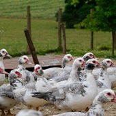 On ne se contente pas d’élever une canette. On prend le temps qu’il faut 🦆🇫🇷
6 mois d’élevage en plein air sur les prés bressans, contre 3 pour un Label Rouge classique. Une alimentation au maïs, au blé, au lait. Pas d’additifs, pas de raccourcis.

Le résultat : une chair de canard mature, sombre, dense en goût, qui n’a plus grand-chose à voir avec ce qu’on trouve en grande distribution ! C’est ce supplément de temps, et surtout le savoir-faire de nos éleveurs, qui fait toute la différence. Parce que la patience et la transmission sont les ingrédients principaux d’une recette qui fonctionne ✌🏼

La gamme Excellence Miéral, c’est ça : un savoir-faire transmis depuis des générations, au service d’une volaille qui mérite d’être cuisinée avec autant de soin qu’elle a été élevée. C’est d’ailleurs pour ça que les chefs adorent la cuisiner toute l’année ✨

#mieral #bourgenbresse #aopbresse #volailledebresse #canard