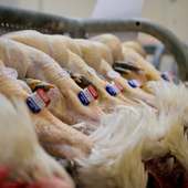 Pourquoi les chefs sont fous de la volaille de Bresse ? 🐔🇫🇷
En fait tout part du sol.

En Bresse, entre le Jura, la Saône et les plaines de la Dombes, la terre est argilo-calcaire, riche en minéraux. Résultat : des prairies denses, une nourriture naturelle et variée pour nos volailles, élevées en plein air minimum 4 à 5 mois (contre 1 mois pour une volaille classique) 🌱

Ce terroir, c'est le secret d'une chair fine, persillée, et d'un goût qu'on ne retrouve nulle part ailleurs.

Première volaille au monde avec une AOP depuis 1957. Un terroir, une race, un savoir-faire : ça ne s'improvise pas 🇫🇷

👉🏽 Lien en bio pour + d'infos et découvrir notre boutique en ligne !

#volailledebresse #maisonmieral #aop #terroir #gastronomie