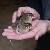 🐣 Ici commence l’histoire de la Pintade Excellence MIERAL !

Nos pintades naissent et grandissent au cœur du pays de Bresse, entourées des volailles qui ont fait sa réputation. Mais la nôtre suit sa propre voie : 18 à 25 semaines d’élevage, soit deux fois plus qu’une pintade fermière Label Rouge classique.

Céréales nobles, lait de vache, liberté totale... et des ailes qu’on ne coupe jamais. Un clin d’œil à ses origines africaines, quand la pintade était encore un gibier sauvage avant d’être domestiquée 🌾

Le résultat ? Une chair délicate, parfumée, qui se révèle pleinement dans une cuisson lente en cocotte. Chou frisé, chanterelles grises, trompettes de la mort... et un grand vin rouge pour l’accompagner dignement.
L’Excellence prend son temps 🐓🇫🇷

👉🏼 Lien en bio pour commander votre volaille 

#mieral #excellencemieral #pintade #eleveur #bresse aopbresse