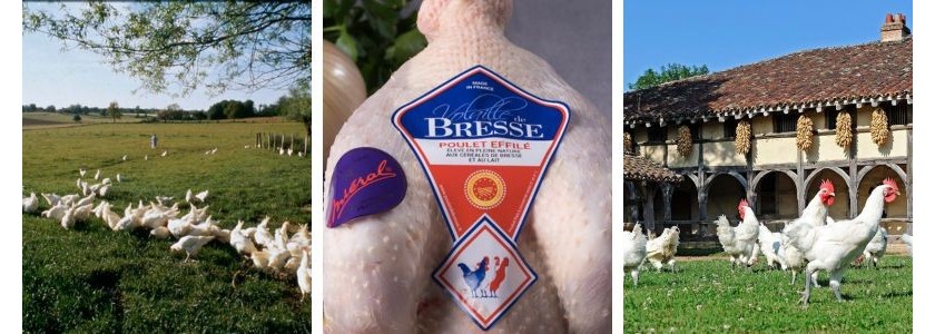 Comment reconnaître une volaille de Bresse ?